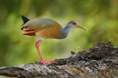 Gray-necked Wood-Rail, Aramides cajanea, walking on the tree trunk in nature. Heron in the dark