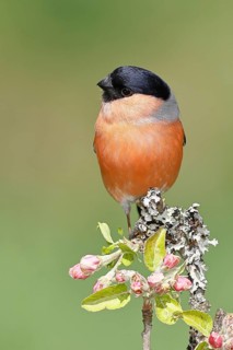 Bullfinch (Pyrrhula pyrrhula) male sitting on a branch with apple blossoms (Malus domestica),