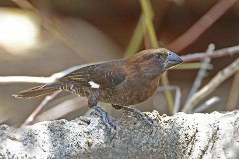 Thick-billed Weaver (Amblyospiza albifrons), Mombasa, Kenya