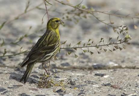 European Serin (Serinus serinus), Mecklenburg-Western Pomerania, Germany