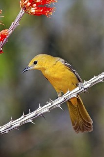 Hooded Oriole Icterus cucullatus Amado, Arizona, United States 16 April Adult Female Icteridae
