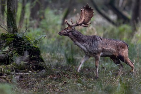 On the rutting ground, the fallow deer (Dama dama) is almost constantly on the move, quiet moments