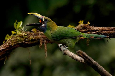 Emerald Toucanet (Aulacorhynchus prasinus) eating fruit, Costa Rica
