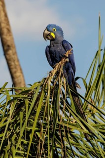 Hyacinth Macaw (Anodorhynchus hyacinthinus) perched on a branch in the Pantanal region of Brazil