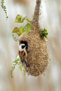 Eurasian Penduline Tit (Remiz pendulinus) female at nest, Saxony-Anhalt, Germany