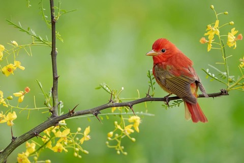Summer Tanager (Piranga rubra) male perched on a branch, Texas, USA