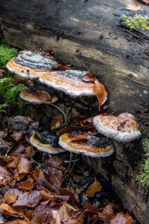 Spruce spurge (Red Banded Polypore), Emsland, Lower Saxony, Germany