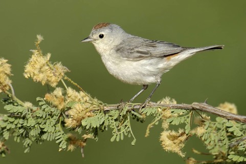 Lucy's Warbler (Leiothlypis luciae), Arizona, USA