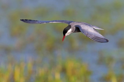 Weißbart-Seeschwalbe, Weißbartseeschwalbe, Whiskered Tern, Chlidonias hybridus, Chlidonias hybrida,