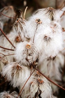 Korean clematis (Clematis serratifolia), Germany