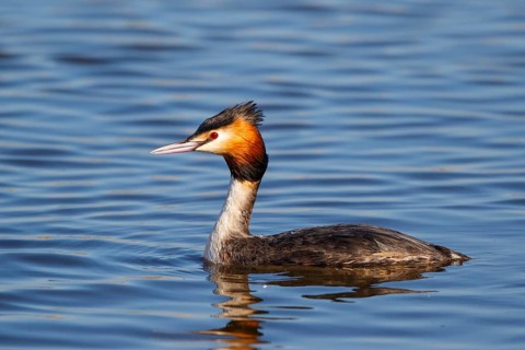 Great Crested Grebe (Podiceps cristatus), Netherlands
