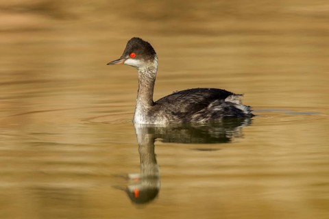 Eared Grebe Podiceps nigricollis McNeal, Cochise County, Arizona, United States 9 January Adult in
