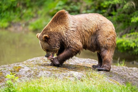 Eurasian brown bear (Ursus arctos arctos) standing on a rock, Bavarian Forest, Bavaria, Germany
