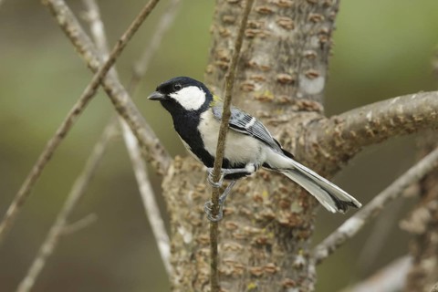 Japanese Tit (Parus minor), Doi Inthanon, Thailand