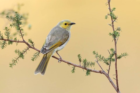 White-plumed Honeyeater (Ptilotula penicillata), Victoria, Australia