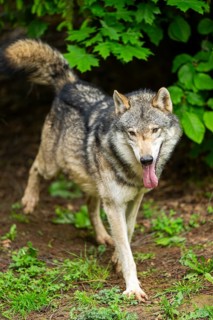 European gray wolf (Canis lupus lupus) in the forest, Germany