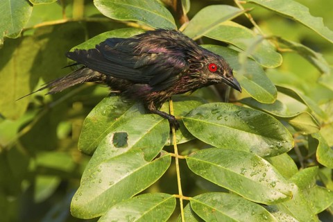 Metallic Starling (Aplonis metallica), Queensland, Australia