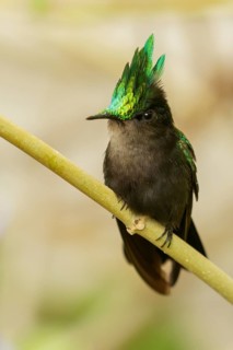 Antillean crested hummingbird (Orthorhyncus cristatus) perched on a branch on the Caribbean Island