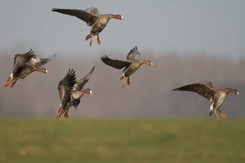Greater White-fronted Goose (Anser albifrons) flying, Netherlands
