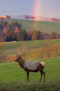 An Altai maral stag, Altai wapiti or Altai elk (Cervus canadensis sibiricus) stands in a meadow. A