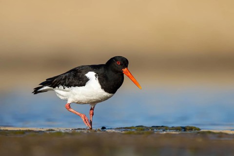 Eurasian Oystercatcher (Haematopus ostralegus) male, North Rhine-Westphalia, Germany
