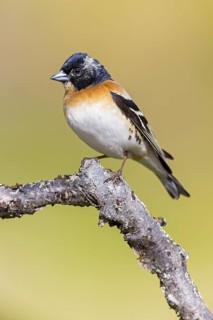 Mountain finch, Northern finch, finch family, (Fringilla montifringilla), animals, birds,
