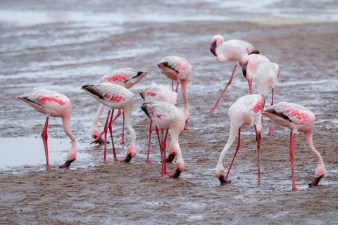 Lesser Flamingos (Phoeniconaias minor) in a lagoon, Walfish Bay, Erongo, Namibia
