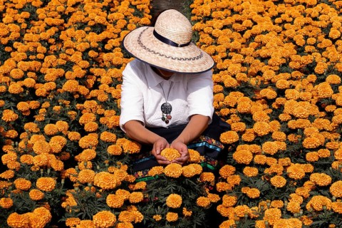 A woman tends to vibrant cempasuchil flowers in Xochimilco, Mexico, traditionally used in Day of