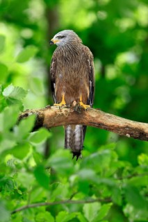 Black Kite (Milvus migrans), adult, alert, perch, Šumava, Czech Republic