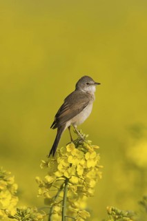 Common Whitethroat (Sylvia communis) singing, Lower Saxony, Germany