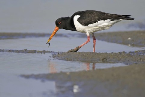 Eurasian Oystercatcher (Haematopus ostralegus), Texel, Netherlands