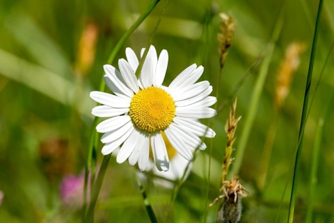 Flowering marguerite (Leucanthemum) and grasses in a wild, natural flower meadow, Germany