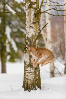 One young male Eurasian lynx, (Lynx lynx), climbing and jumping down a tree in a snow covered