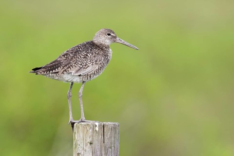 Willet (Tringa semipalmata), Texas, USA