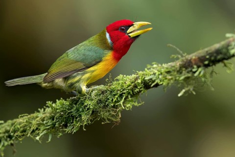 Red-headed Barbet (Eubucco bourcierii) perched on a branch in Colombia, South America