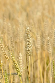 Detailed view of ripe triticale ears on a triticale field, cross between rye and wheat, forage,