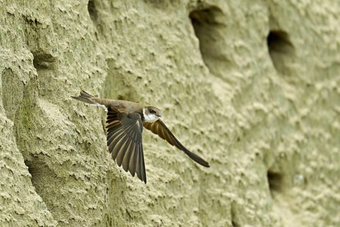 Sand martin (Riparia riparia), taking off from its breeding tube, Reussegg nature reserve, Canton
