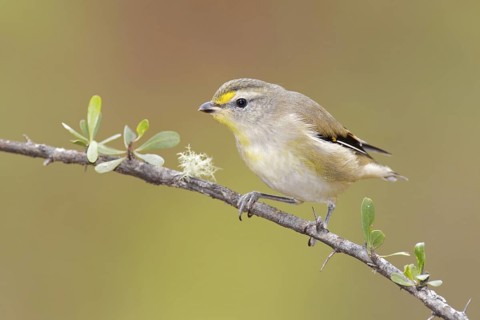Striated Pardalote (Pardalotus striatus) juvenile male, Tasmania, Australia