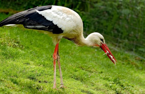 White stork (Ciconia ciconia) catching prey, eating a frog, Vogelpark Schotten, Vogelsberg, Hesse,