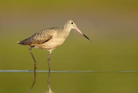 Marbled Godwit (Limosa fedoa), Texas, USA
