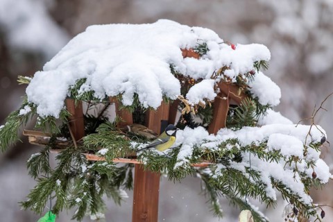 Great Tit (Parus major) at snow covered feeder, Mecklenburg-Western Pomerania, Germany
