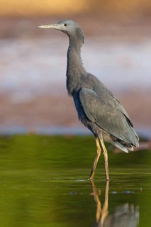 Bellied Heron, (Egretta ardesiaca), standing on a branch looking for prey, Gambia, Africa,