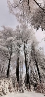 Tall trees rise up into the sky, the forest is covered with snow, Franconian Forest nature park