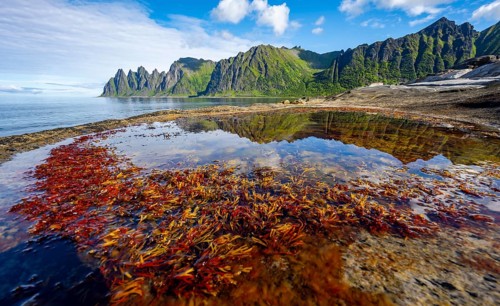 Plants in a tidal pool with reflection, rocky coast of Tungeneset, Devil's Teeth, Okshornan,