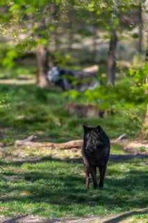 Two Timberwolves, Canis lupus lycaon, walking through a forest Trees and green grass in the