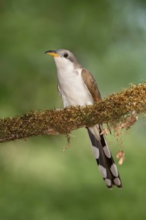 Yellow-billed Cuckoo (Coccyzus americanus) perched on a mossy branch, Texas, USA