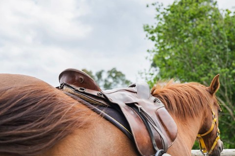 A close-up shot of a horse with a brown saddle, set against a backdrop of lush greenery and cloudy