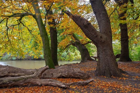 Wald an der Hunte bei Barneführer Holz in autumn, Barneführer Holz, Hatten, Lower Saxony, Germany