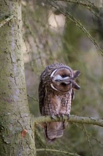 Long eared owl (Asio otus) adult bird on a pine tree branch in a woodland, England, United Kingdom