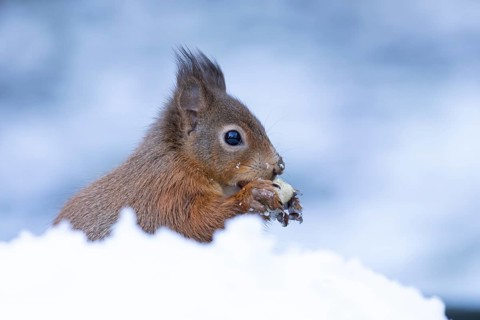 Red squirrel (Sciurus vulgaris) adult animal eating a nut in snow in winter, England, United